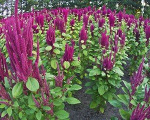 amaranth plants