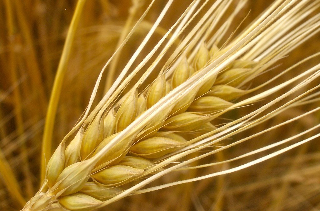 Barley, a Nutritional Powerhouse