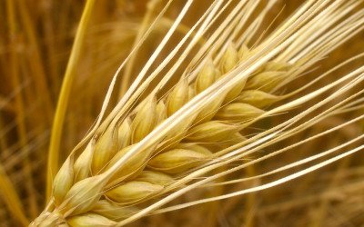 Barley, a Nutritional Powerhouse